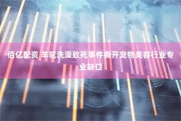 佰亿配资 羊驼洗澡致死事件撕开宠物美容行业专业缺口